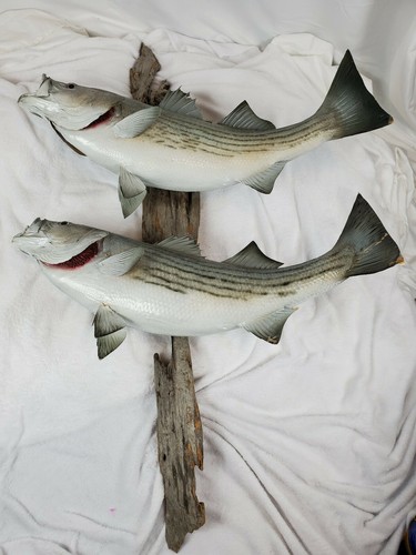 Taxidermy two striped bass - taxidermy,